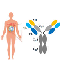 单域抗体人源化改造