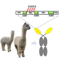 单域抗体表达及纯化